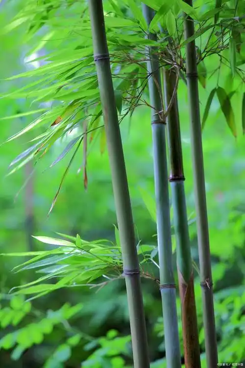 640_960竖版 竖屏