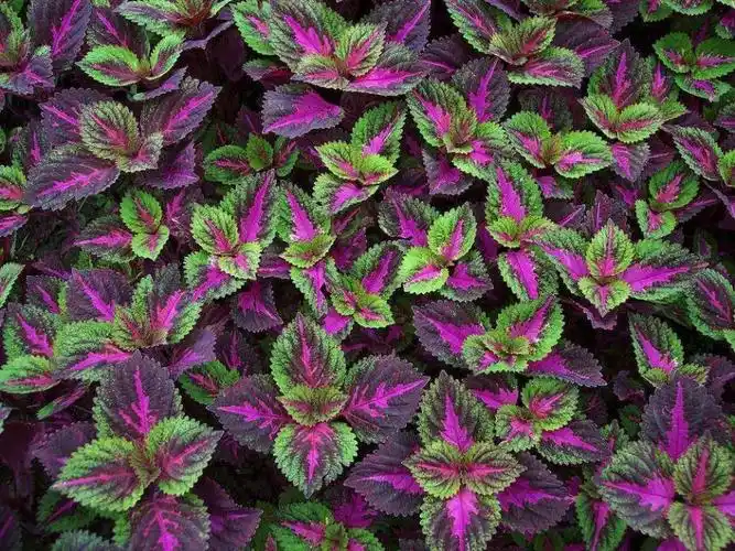 彩色草有几种颜色呢瘦身草可以减肥吗石头草生长在那里