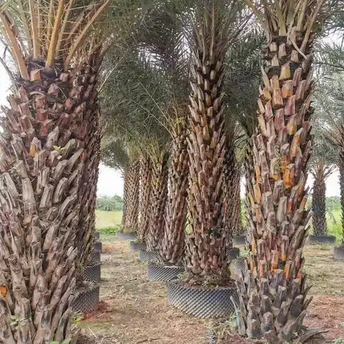 中东海枣移栽批发 中东海枣产地种植 行道树 中东海枣价格椰子树