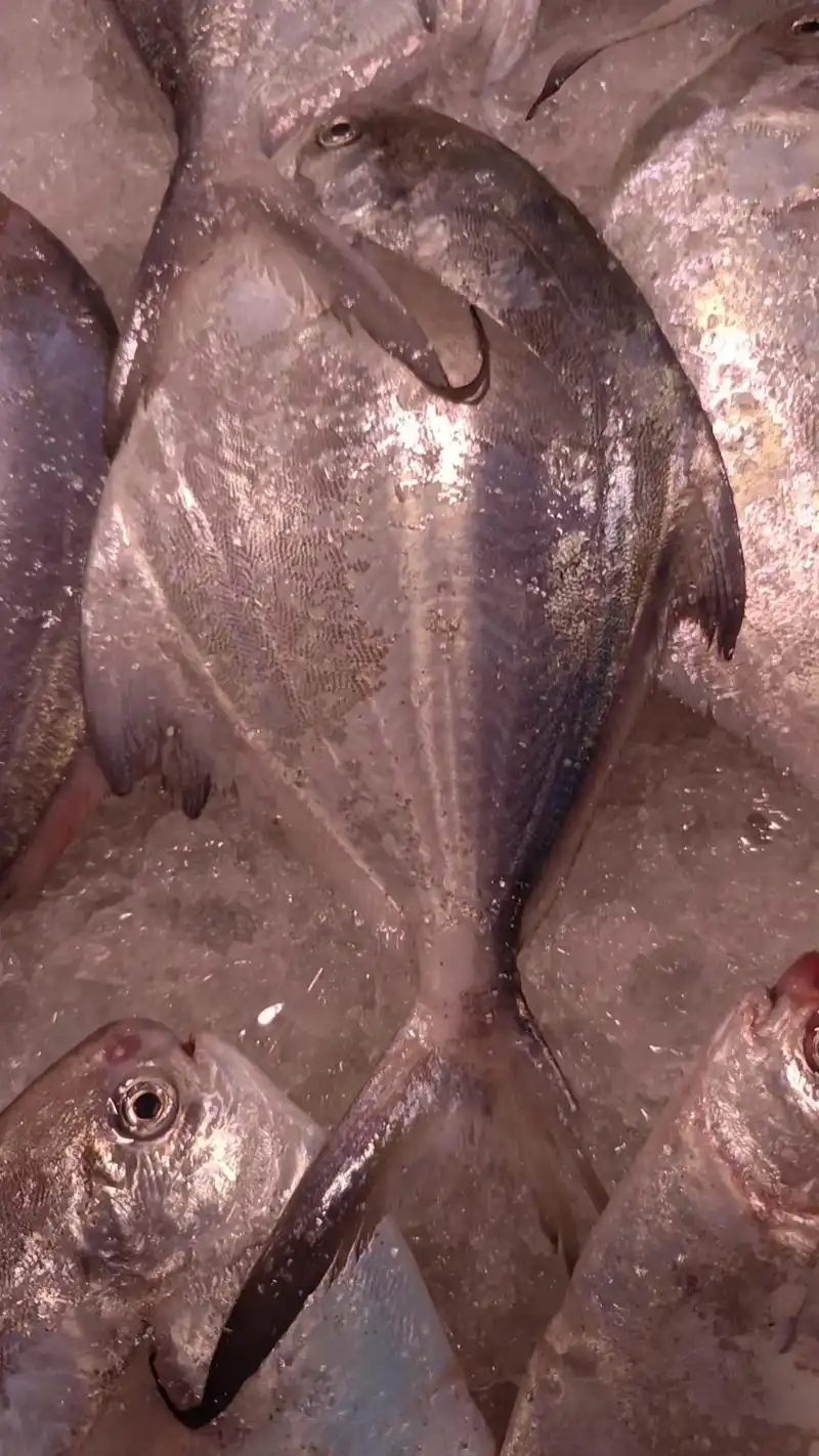 放生的大鳗鱼为啥会打挺 #海鲜市场常见海鱼图片大全  - 抖音