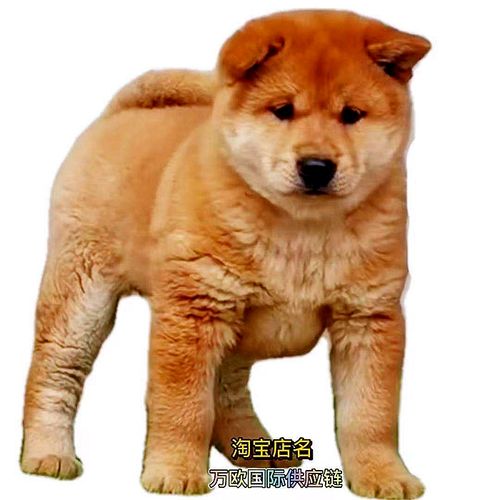 正品中华田园广西土猎大头虎斑五黑黄铁包金四眼赶山幼犬狗狗活体