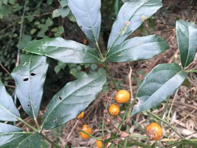 在山上看到的这种果子十分可爱,味道特别酸,但不知道它叫什么名字?