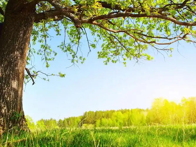 夏天阳光下的树 壁纸 - 1920x1440