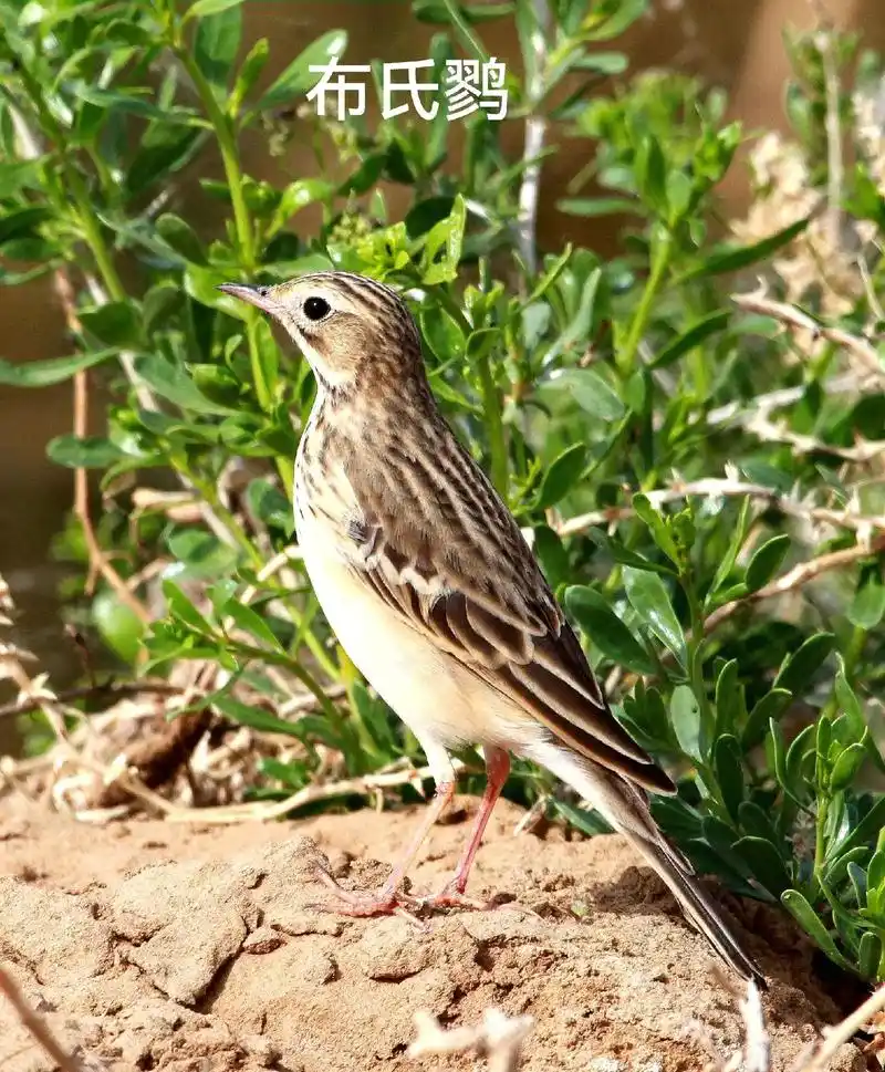 百雀灵:布氏鹨 山鹡鸰 树鹨#爱鸟护鸟 #爱护大自然爱护动物 - 抖音
