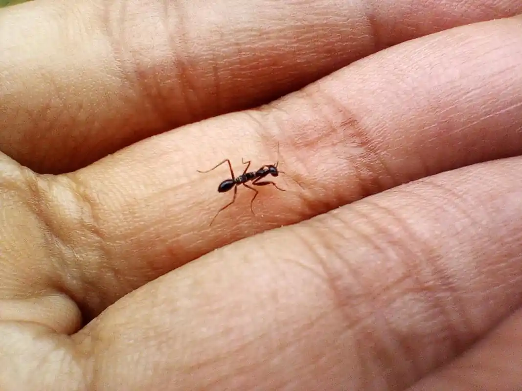 蚂蚁咬人,大部分靠这个咀嚼式口器,但是,有些凶狠的蚂蚁,除了口器