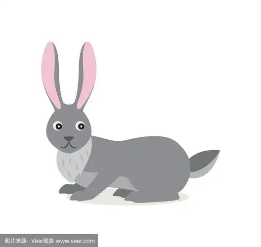 可爱的灰色野兔孤立在白色背景