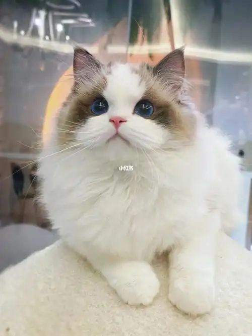 宠物级海双布偶猫甜美颜值爆表