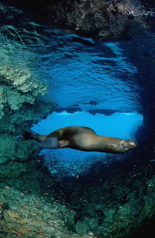 无人,竖图,水下,海洋,哺乳动物,海豹,野生动物,厄瓜多尔,岛,自然,动物
