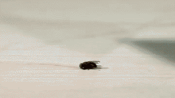 苍蝇拍gif拍打gif击碎gif慢动作gif