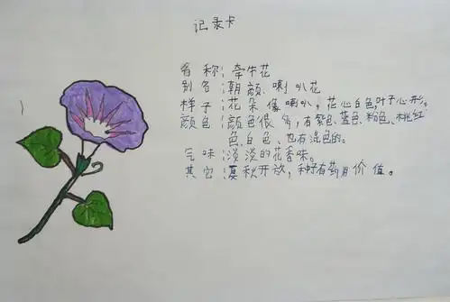 其它 习作:我的植物朋友 写美篇                            牵牛花