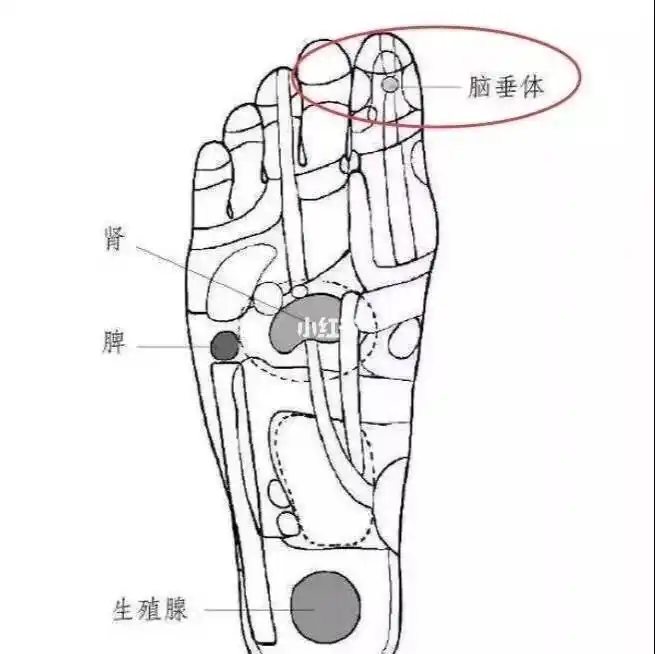 脚部-脑垂体反射区(不是穴位)(脑垂体:分泌生长激素) 位置:脚部拇趾指