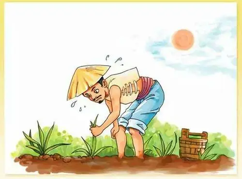 农民伯伯种地,丰收