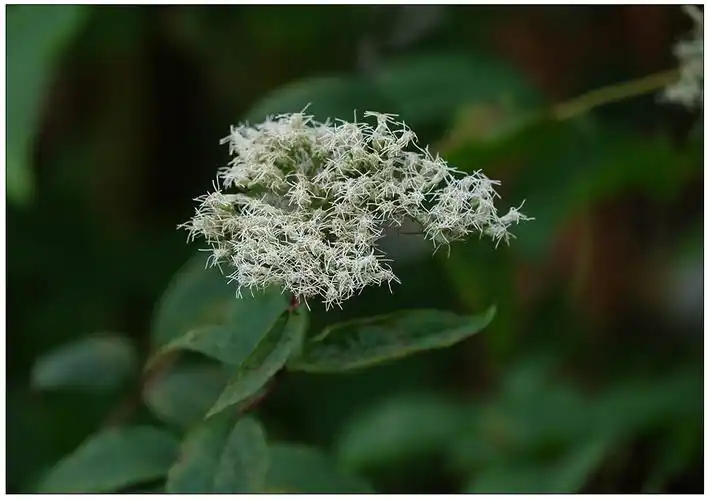 多须公(华泽兰) 摄影 尹成