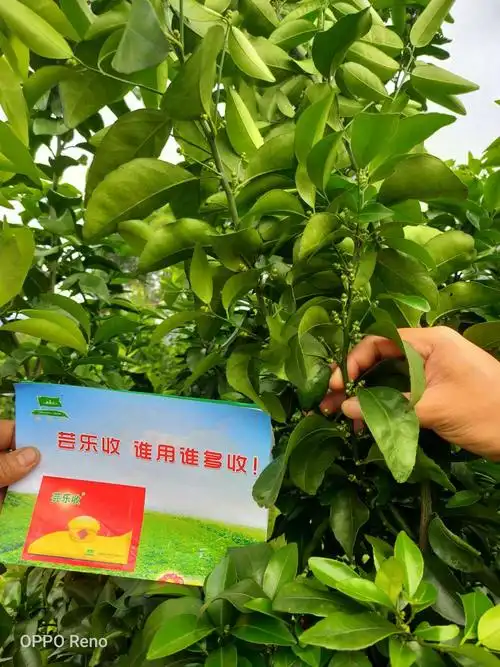 贺州芸乐收效果回访--昭平公会