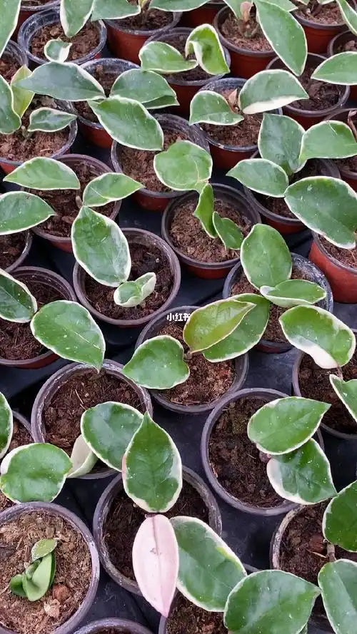 球兰红外锦扦插完成啦