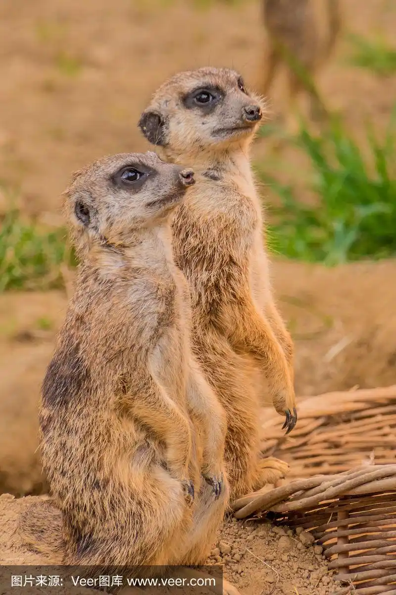 两只猫鼬站在沙滩上