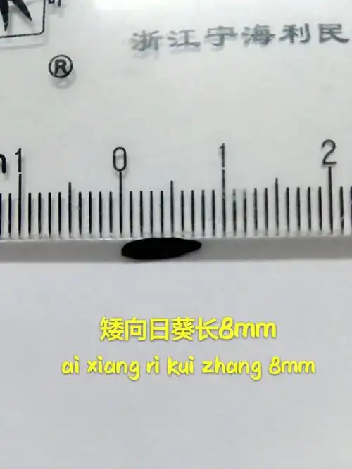 我再用尺子量了量爱向日葵的种子,长8厘米