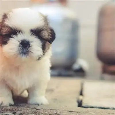 萌萌哒可爱呆萌的宠物狗狗头像 超级好看非常有趣的动物头像_动物头像