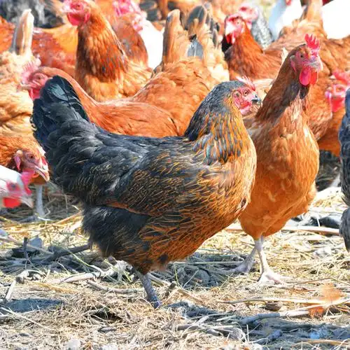 麻羽散养邮包笨鸡包草鸡脱温活体土鸡王土鸡下蛋整鸡