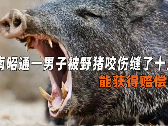 云南昭通一男子被野猪咬伤缝了十几针