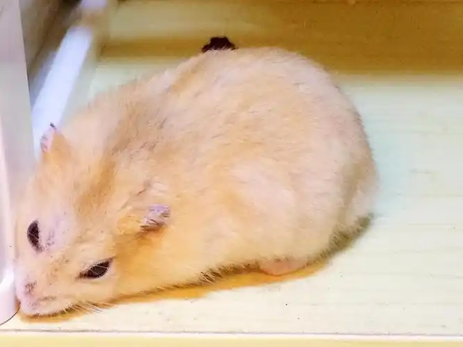 布丁仓鼠躺着啃跑轮好享受