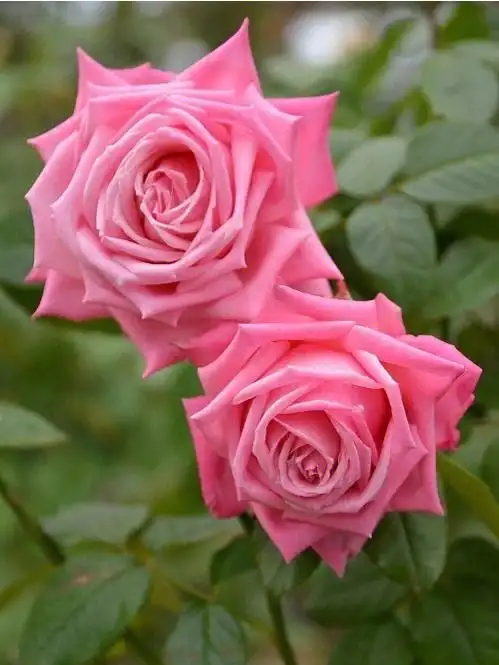 绘画素材月季花