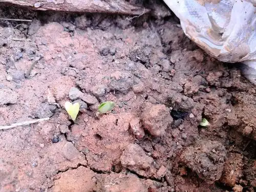 种的甜瓜发芽了