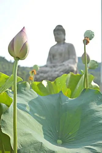 荷花佛像
