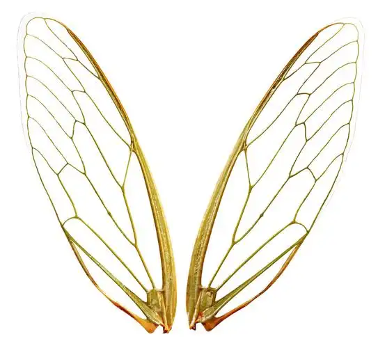 一对翅膀昆虫翅膀透明翅膀饰品装饰品