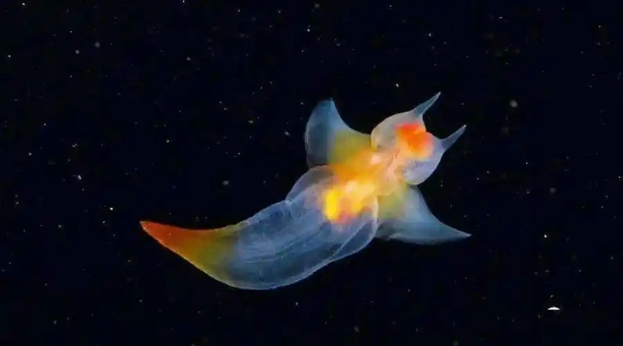 海洋最美生物冰海天使
