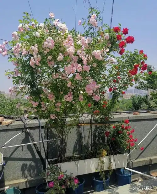 "楼顶上这样种花,丝毫不比地栽差",网友:绝美"空中花园"!
