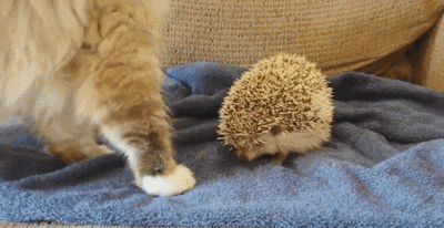 【萌宠】聊聊那些让你捧腹大笑的萌宠