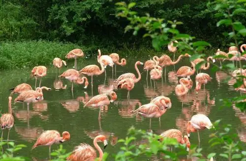 成都野生动物世界词条图册_百度百科
