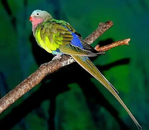 优雅美丽的公主鹦鹉,长尾及出众的外表受到许多人的喜爱!