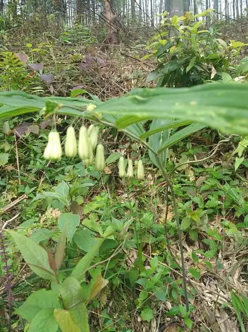 这叫黄金,也是一种好药材
