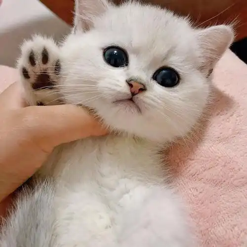 银点血渐层弟弟小偿领养 坐标北京