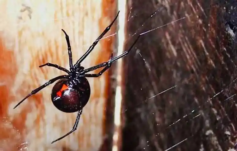 日轮花之谜:它美得惊艳,但为何要成为帮凶,使人闻风丧胆?