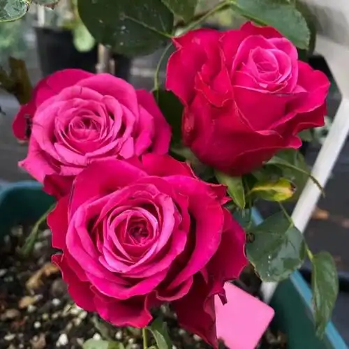 苏珊深紫复色切花月季开超新品月季花苗阳台盆栽地栽大苗四季