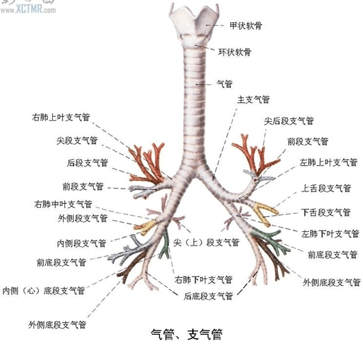 肺的ct应用解剖