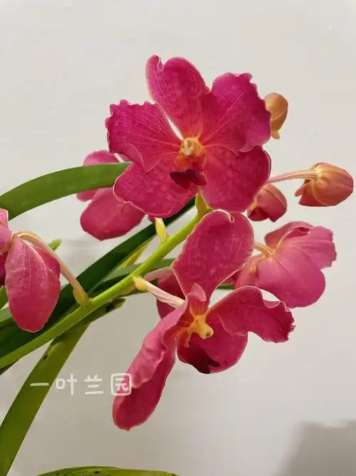 泰国大花万代兰气生根无需植料直接挂阳台