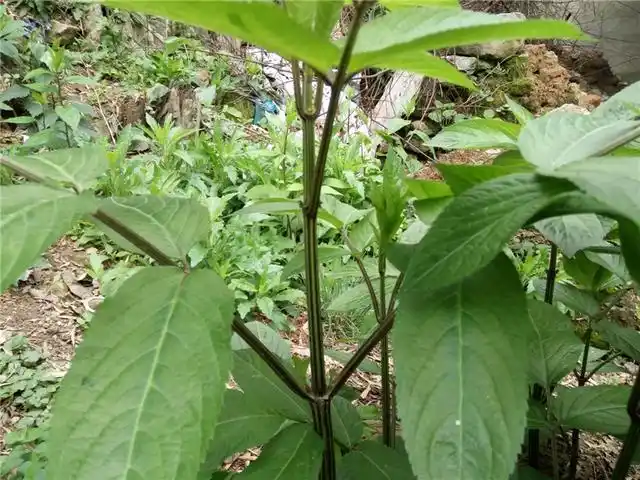 农村的这种野草,治疗跌打损伤风湿骨痛有奇效,可惜好多人不知道
