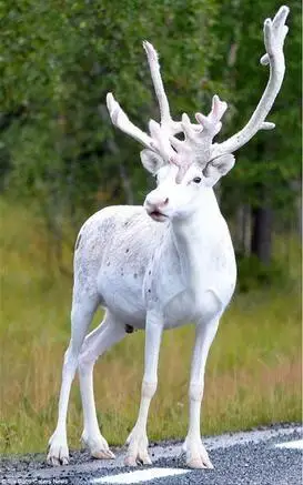 圣兽现身!极罕见纯白色驯鹿:鹿角也是白的