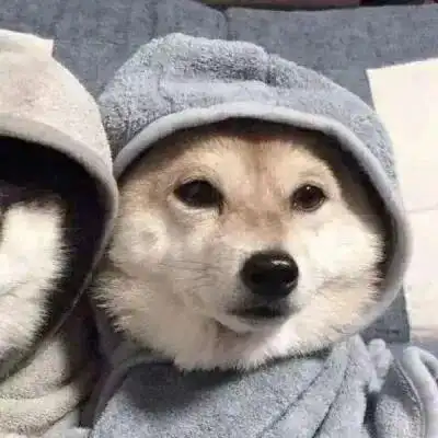 动物情头他来了,今天冬至,记得吃饺_情侣头像_我要个性网