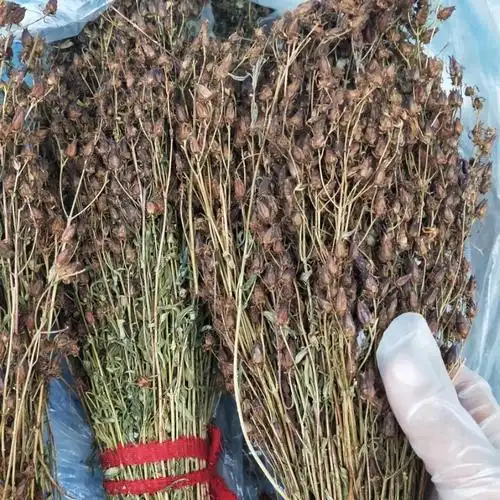 新货东北大兴安岭野生稳心草天然茶东北特产稳心草茶泡水泡酒100g