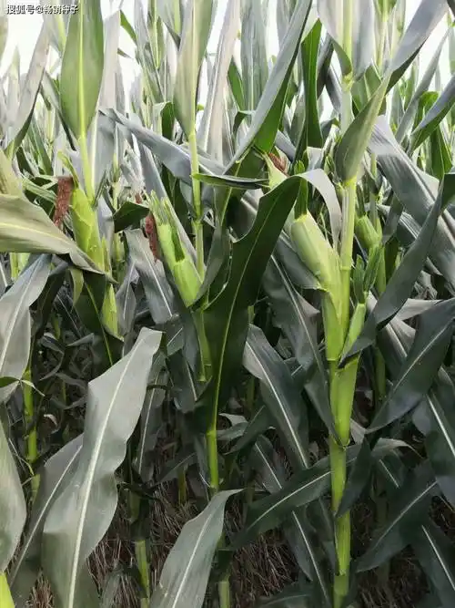 2024年贵州省农业主导品种(含十大主导品种)_种植