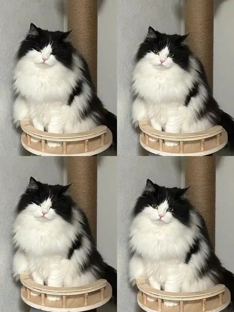 纯种奶牛猫品种,两个多月大,定期打了二针疫苗做了