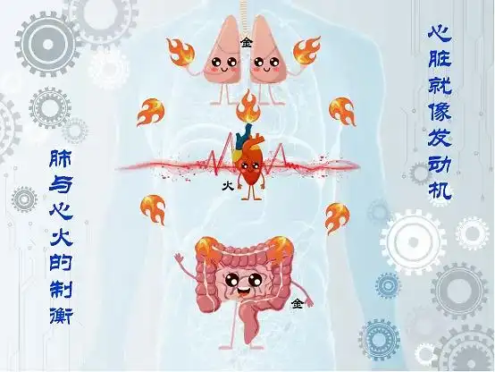 练气功的人都会练吐纳,在吸气时,让气沉丹田,丹田就是小肠的募穴,让肺