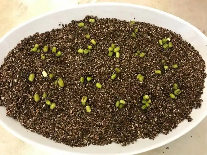 种子怎么种(种子的种植方法)