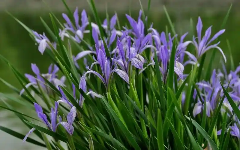 日月峡中草药:马蔺 - 阿酷e-file