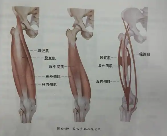 1)解剖图一,股四头肌,缝匠肌你可以拥有粗壮的手臂,你也可以拥有方正
